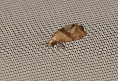 Cochylidia implicitana
