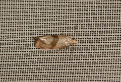 Cochylidia implicitana
