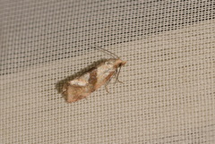 Cochylidia implicitana