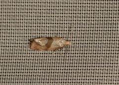 Cochylidia implicitana