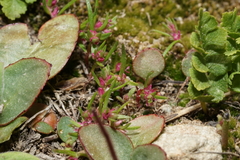 Polygonum polygaloides