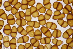 Puccinia laschii