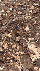 Sphex ichneumoneus