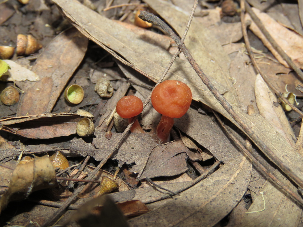 Laccaria laccata · July 2018 · photo: © nicoolejnik (iNaturalist, cc-by)