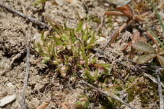 Polygonum polygaloides
