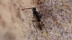 Agenioideus cinctellus