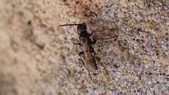 Agenioideus cinctellus