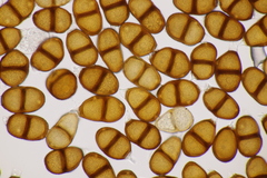Puccinia laschii