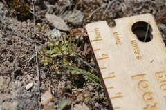 Polygonum polygaloides