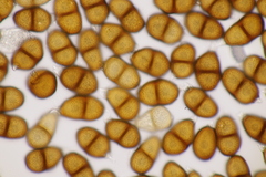 Puccinia laschii