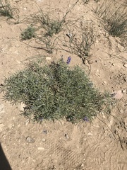 Lupinus argenteus montigenus
