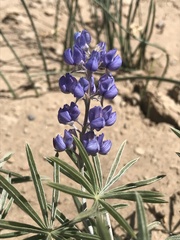 Lupinus argenteus montigenus