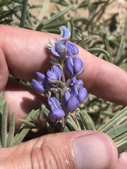Lupinus argenteus montigenus