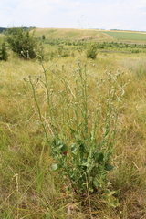 Crepis pannonica