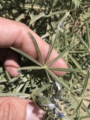 Lupinus argenteus montigenus