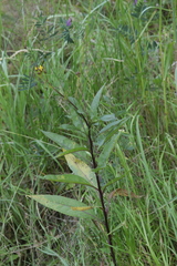 Coleosporium senecionis