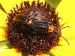 Nemognatha nemorensis