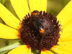 Nemognatha nemorensis