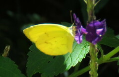 Pyrisitia dina