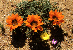 Gazania leiopoda