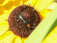 Nemognatha nemorensis