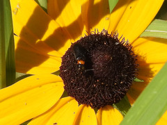 Nemognatha nemorensis