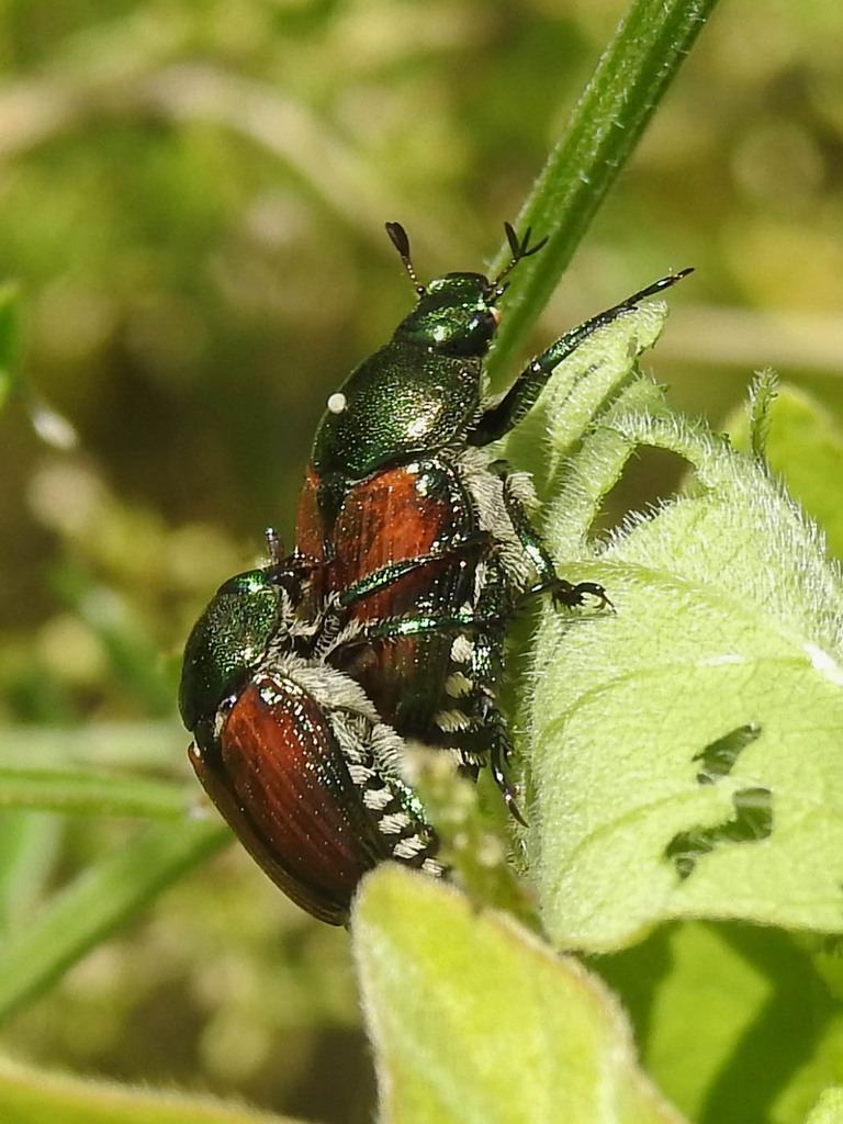 Japanese Beetle From Worcester, Massachusetts, United States On July 4 