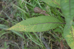 Coleosporium senecionis