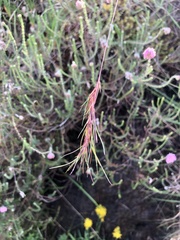 Festuca vivipara