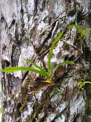 Polystachya concreta