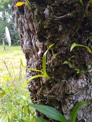 Polystachya concreta