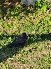 Corvus monedula