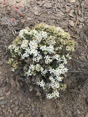 Leptosiphon nuttallii pubescens