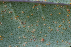 Coleosporium senecionis