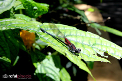 Hetaerina cruentata