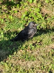 Corvus monedula