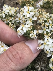 Leptosiphon nuttallii pubescens