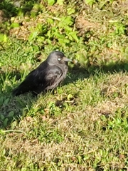 Corvus monedula