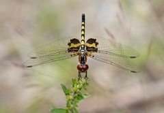 Celithemis martha