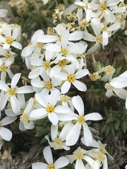 Leptosiphon nuttallii pubescens