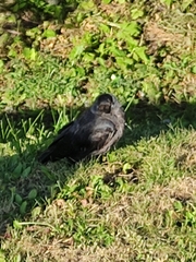 Corvus monedula