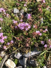 Thymus praecox britannicus