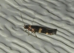 Oegoconia novimundi