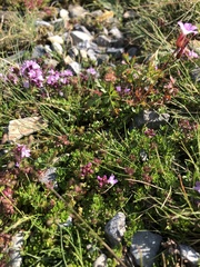 Thymus praecox britannicus