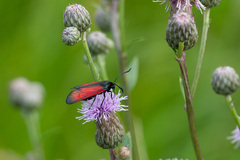 Zygaena minos