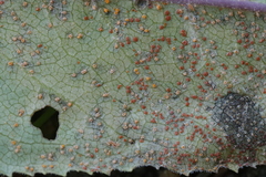 Coleosporium senecionis