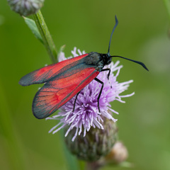 Zygaena minos