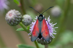 Zygaena minos