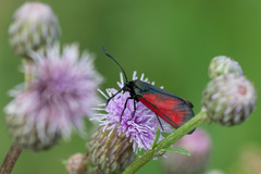 Zygaena minos