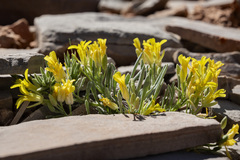 Physaria reediana